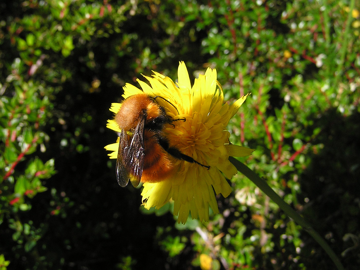 Bee on flower, Torres del Paine National Park, Chile